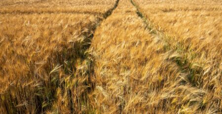 agricultural grain field